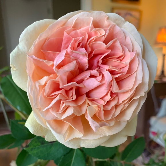 Meet your Posher, Aimee - Picture 1 of 1